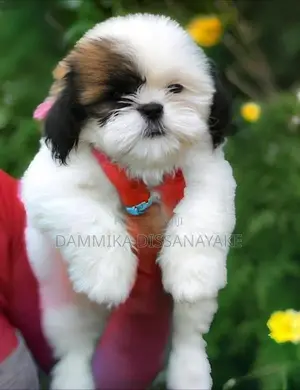 Shihtzu Puppies