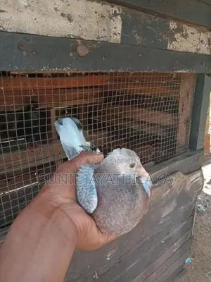 පරවියො