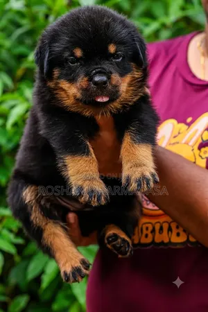 1-3 months Female Purebred Rottweiler
