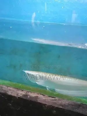 Arowana Fish