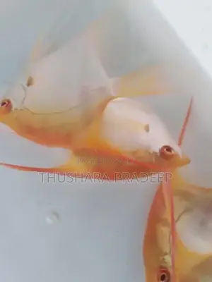 Albino manacapuru angels