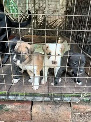 Pit Bull Puppies