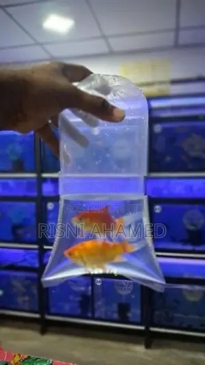 Molly Fish