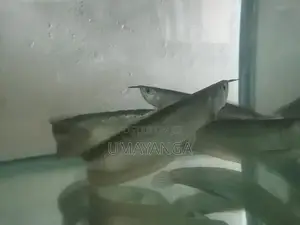 Silver Arowana Fish