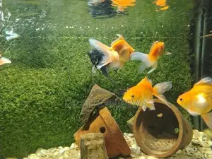 Gold Fish