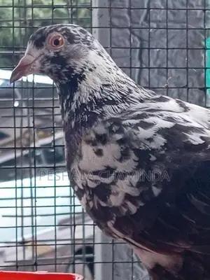 Pigeon