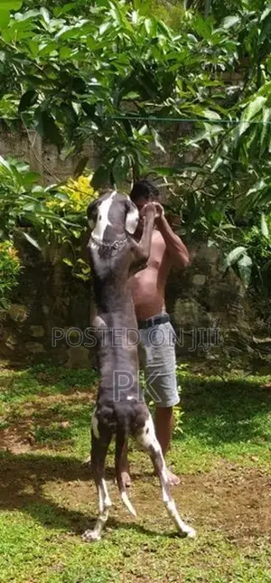 Great Dane female for sale