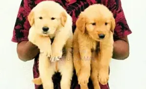 Golden Retriever Puppies