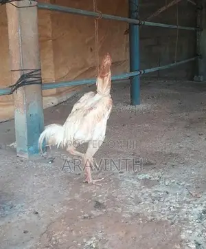 Shamo Rooster