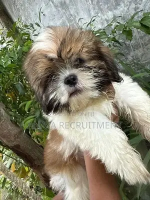 Shih Tzu Puppies