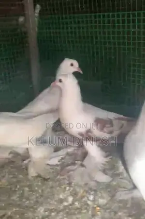 Pigeon