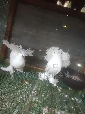 Pigeon