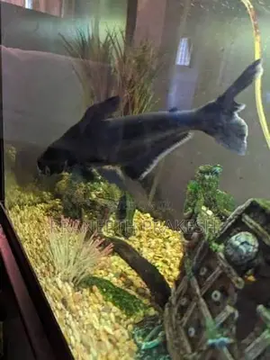 Black aquarium shark