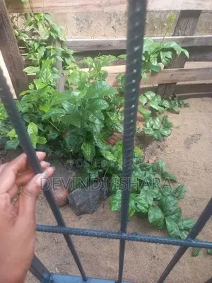 Dog cages