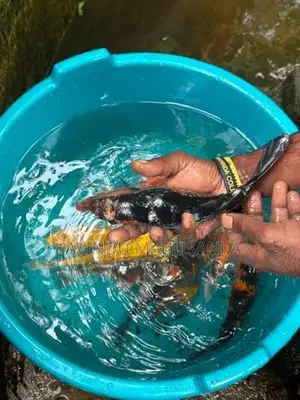 Carp Fish