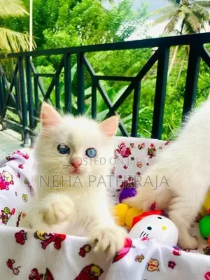 Persian kitten