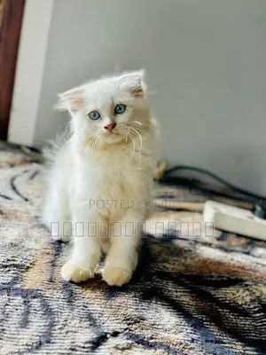 Persian Cat
