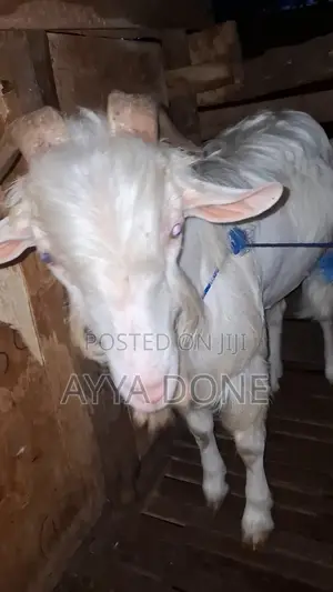 Sanan Milk Line Male
