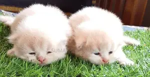 Doll Face Persian Cat