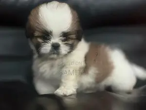 Shih Tzu Puppy