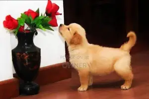 Golden Retriever Puppies