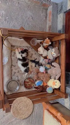 Dog Cages