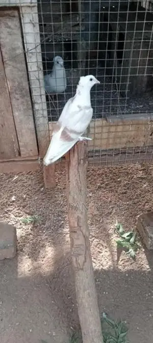 Pigeon