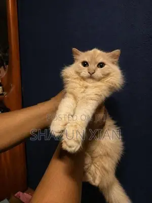 Persian Ginger Fur Ball