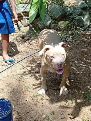 bully female