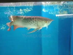 Arawana