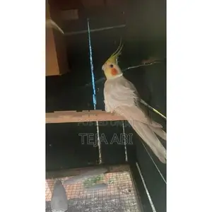 Cockatiel Breeding Pair