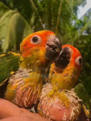 Sun Conure