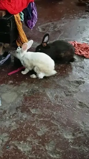 හාවුන්