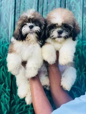Shih Tzu Puppies