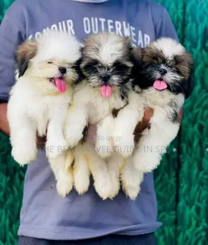 Shih Tzu Puppies