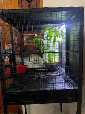 Birds Cage