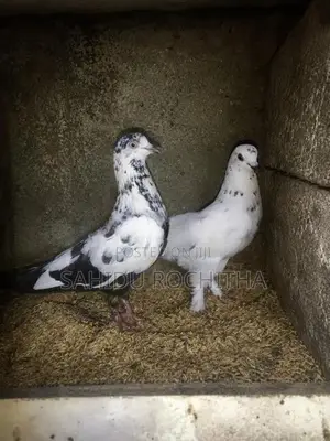 pigeon