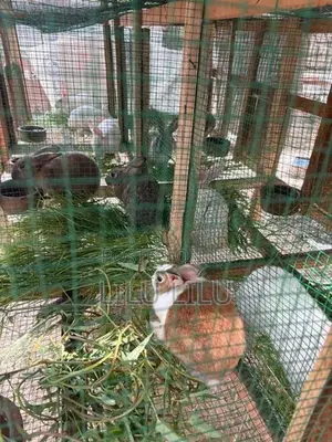 Rabbits
