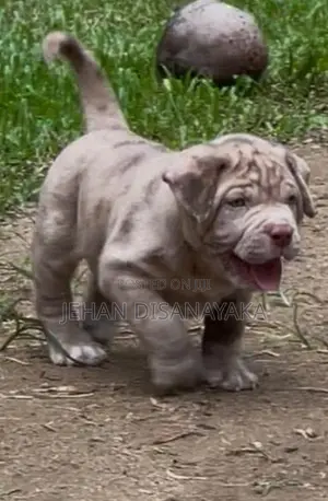 American Bully Puppies XL