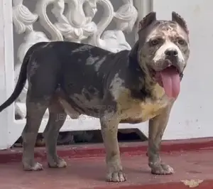 American Bully Male Dog