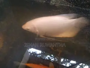Gurami Fish
