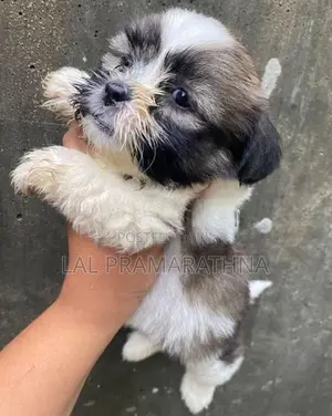 Shihtzu Puppies