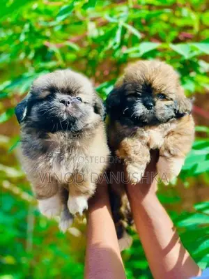 Shih Tzu Puppies