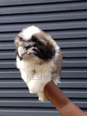 shitzu Male puppy