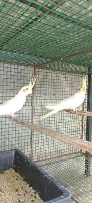 cocktail birds