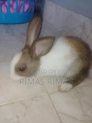 Rabbit