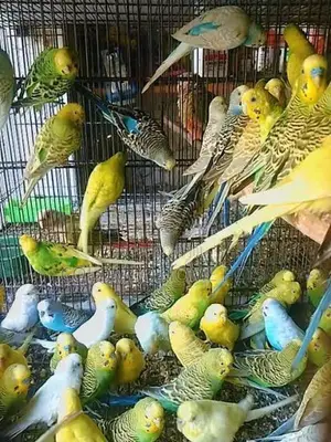 Love Bird