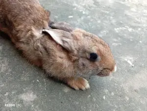 Rabbits