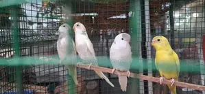 Love Birds