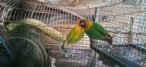 අප්‍රිකන් ලව්බර්ඩ්